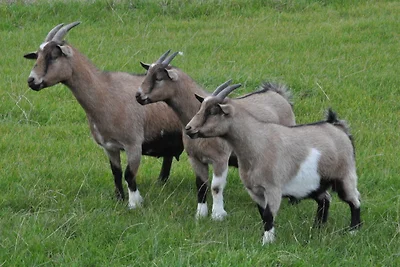 Casa vacanze Vacanza di relax Fehmarn