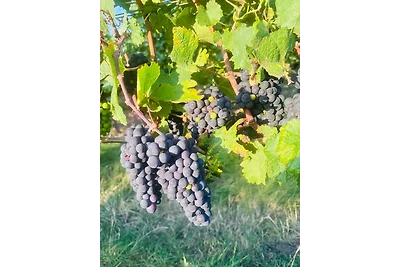 Da Toni FeWo Giuliano