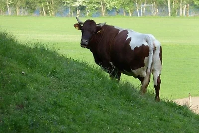 Ferien am Bauernhof, Wohnung 3