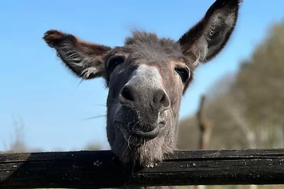 Ferienwohnung Schöner Winkel
