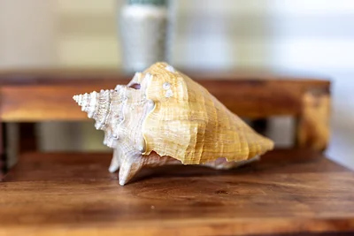 Strandstrasse 2 Treibgut