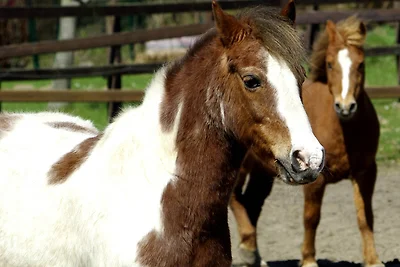 Vakantieappartement Gezinsvakantie Grömitz
