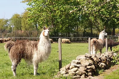 Naturhof Buschwiesen - Wohnung Lama