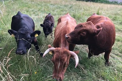 Apartment Tälerblick 2