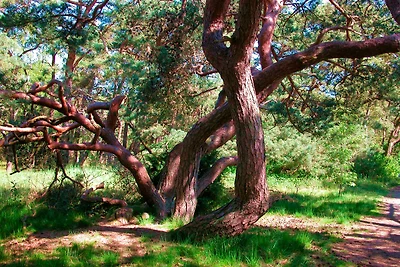 Aparthotel Pension & Gaststätte