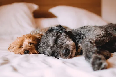 Nurdachhaus in Damp an der Ostsee