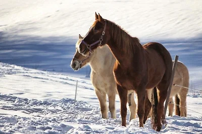 Vakantieappartement Gezinsvakantie St. Georgen