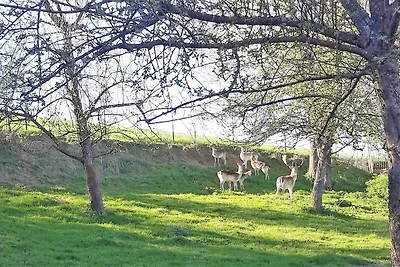 Appartamento Vacanza con famiglia Neukirch