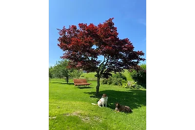 Allgäu- Ferienwohnung mit Hund