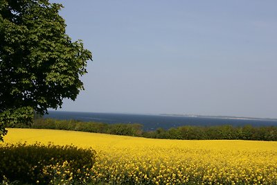 Palm Ferienhaus - Grün