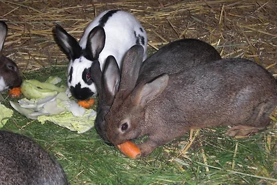 Ferienhof Heidemann (auch 2