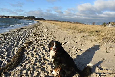 Ferienhaus Schäferhund