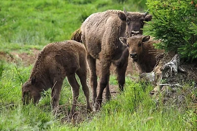 Appartamento Vacanza con famiglia Bad Berleburg