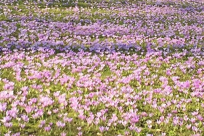 Ferienwohnung Wachter