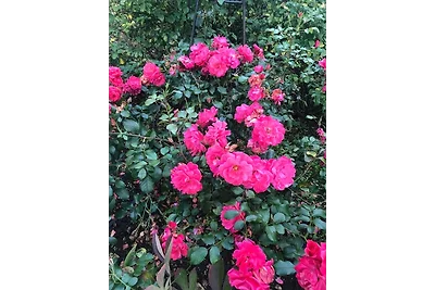 "De Lütt Schick" - Haus Sylvia 7