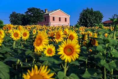 Quindici Alberi Legnaia