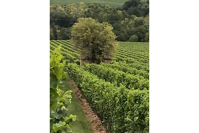 Fewo auf dem Weingut Huppert