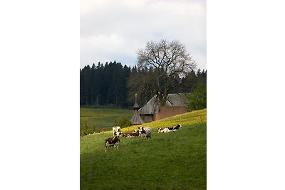 Drei Tannen - Wohnung 11 -