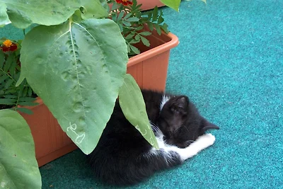 Ferienwohnung "Tier-Garten"