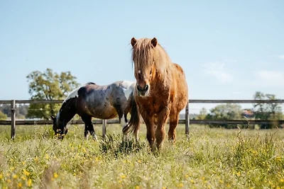 Ferienhof Trapp - Appartement