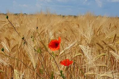 Ferienwohnung "Sunset Fairway No. 2