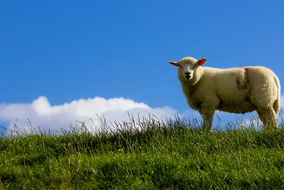 Ferienwohnung Friesenliebe in