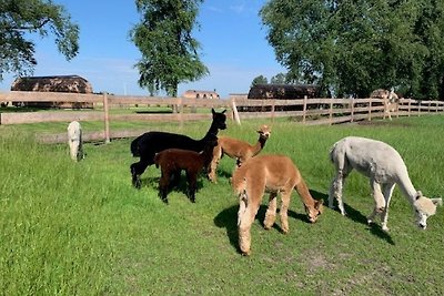 Accommodatie Vakantie op de boerderij Diepholz