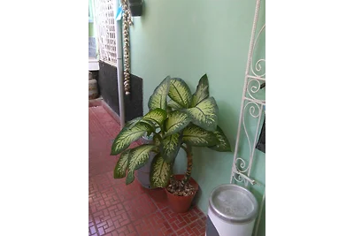 Renta Eduardo Appartement 1