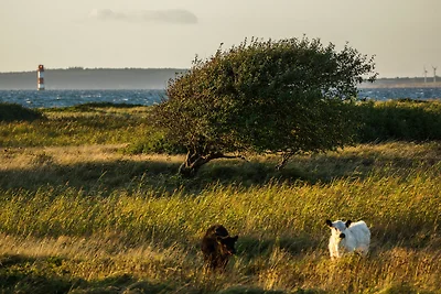 Vakantiehuis Ontspannende vakantie Gelting