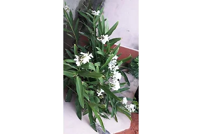 Vakantieappartement Gezinsvakantie Baracoa