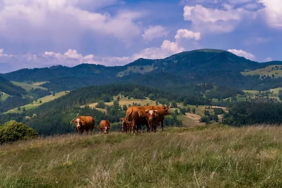 Ferienwohnung Heimatliebe