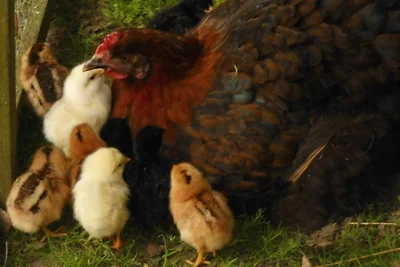 Ferienwohnung "Tier-Garten"