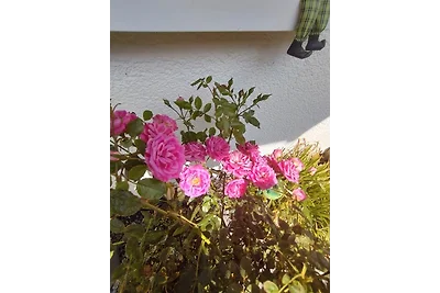 Vakantieappartement Gezinsvakantie Horn Bad Meinberg