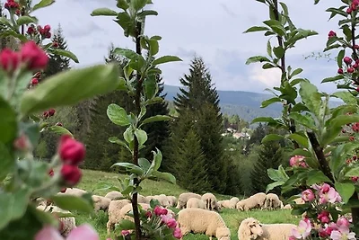 Vakantieappartement Gezinsvakantie Falkau