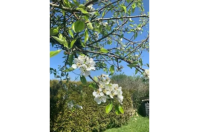 Ferienhaus Knorrlück