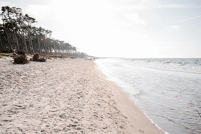 Stranddistel 5
