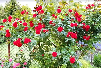 Grüne Idylle in Wismar-Altstadt -