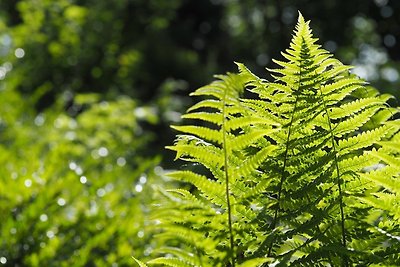 Söhredomizil Kaufunger Wald -