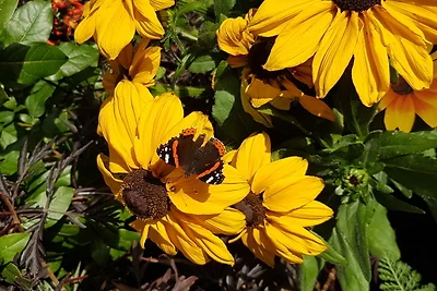 Ferienhof Mau "Appartementhaus