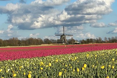 Vakantiehuis Ontspannende vakantie Hippolytushoef