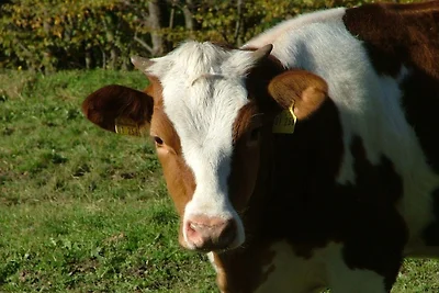 Ferienwohnung Stadtblick