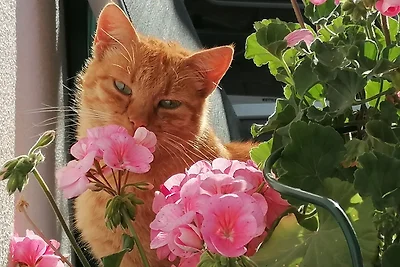 Vakantieappartement Gezinsvakantie Hopferau