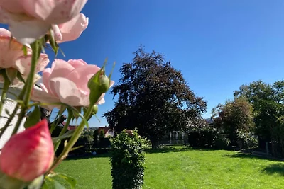 Platzhirsch bei der Purpurbuche