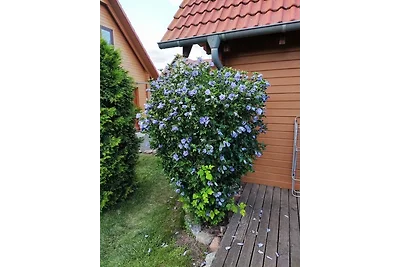 Vakantiehuis Ontspannende vakantie Klink