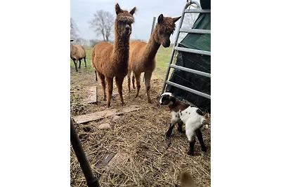 Blaues Haus-Urlaub mit Alpakas oder