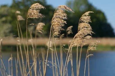 Appartamento Vacanza con famiglia Bergen auf Rügen