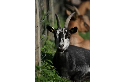 Ferienwohnungen Wulfshof I