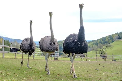 Urlaub mit Hund Annenhütte in