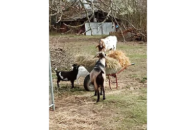 Ein Hauch von Orient