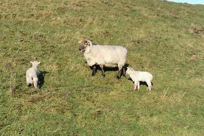 Appartamento Vacanza con famiglia Westerdeichstrich